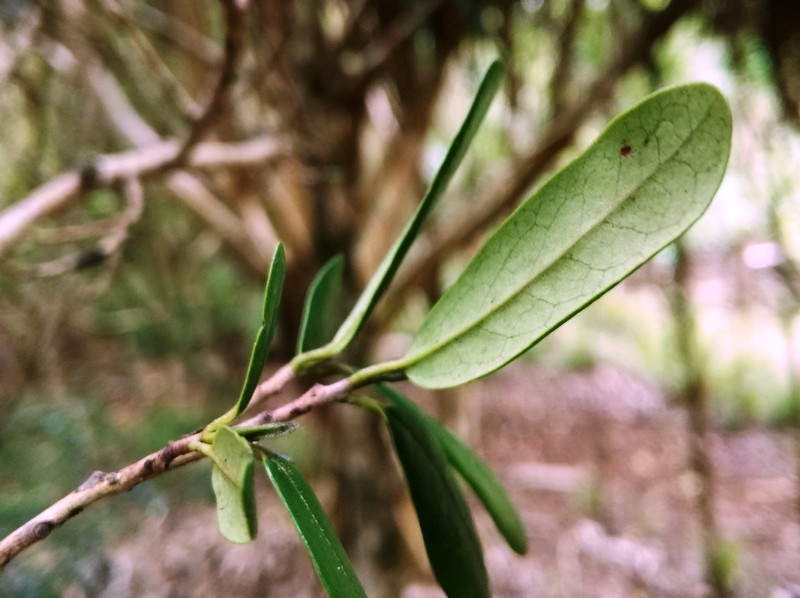 Diospyros diversifolia photo 6
