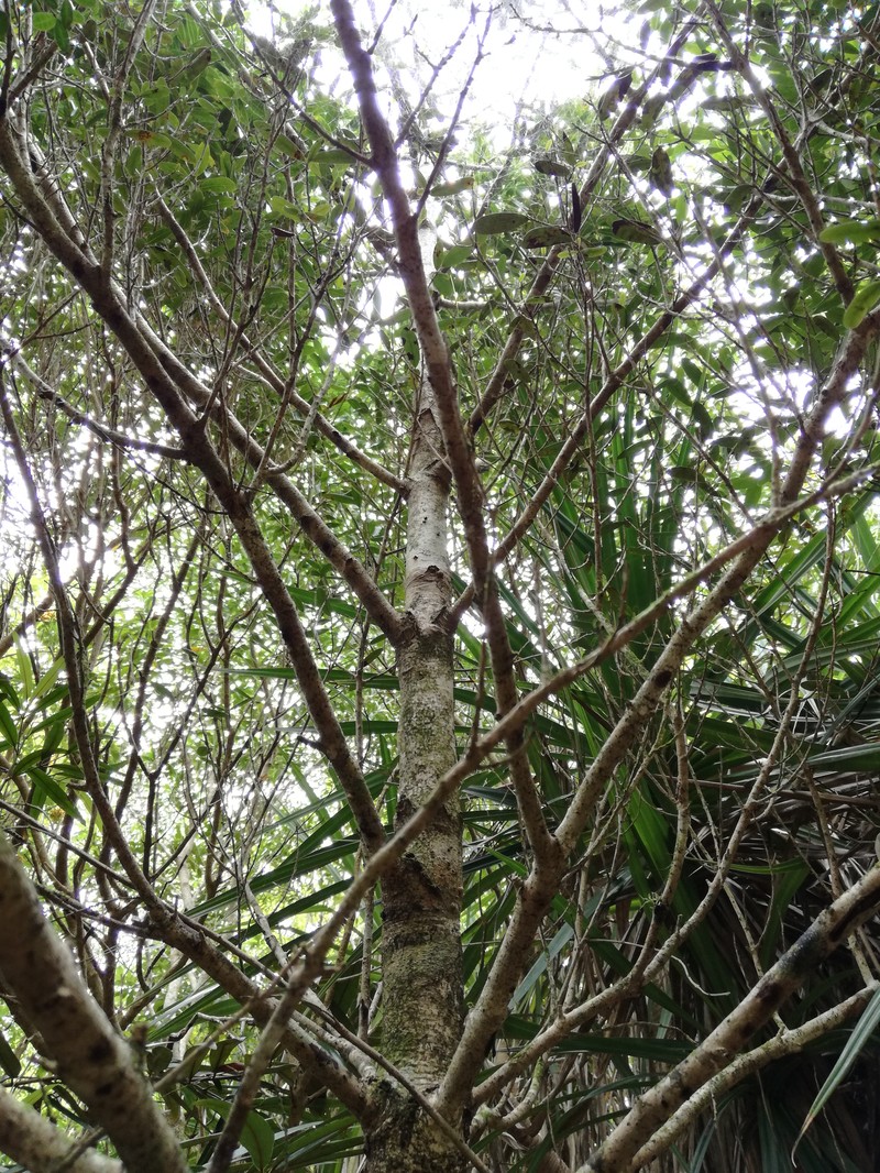 Diospyros diversifolia photo 7
