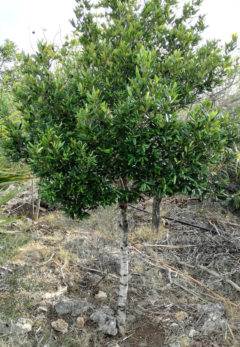 Diospyros diversifolia photo 8