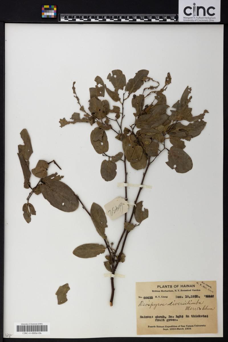 Diospyros diversilimba