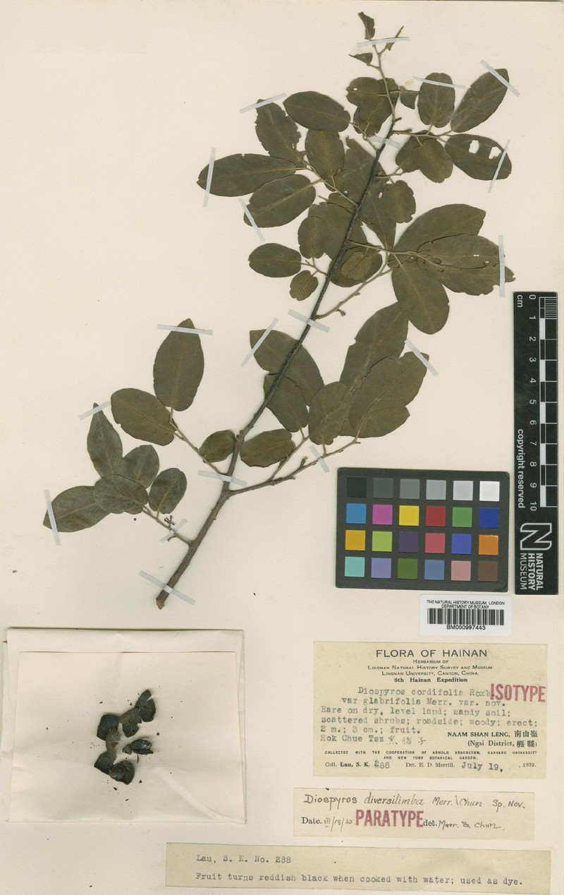 Diospyros diversilimba photo 2