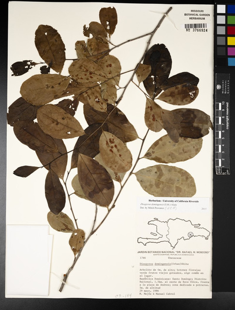 Diospyros domingensis subsp. domingensis