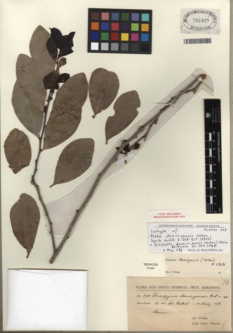 Diospyros domingensis subsp. domingensis photo 2