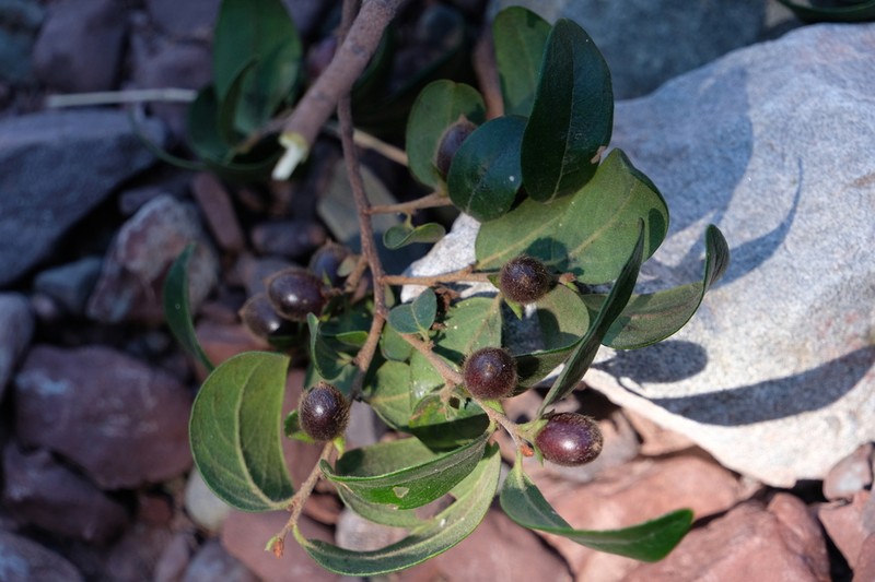 Diospyros dumetorum