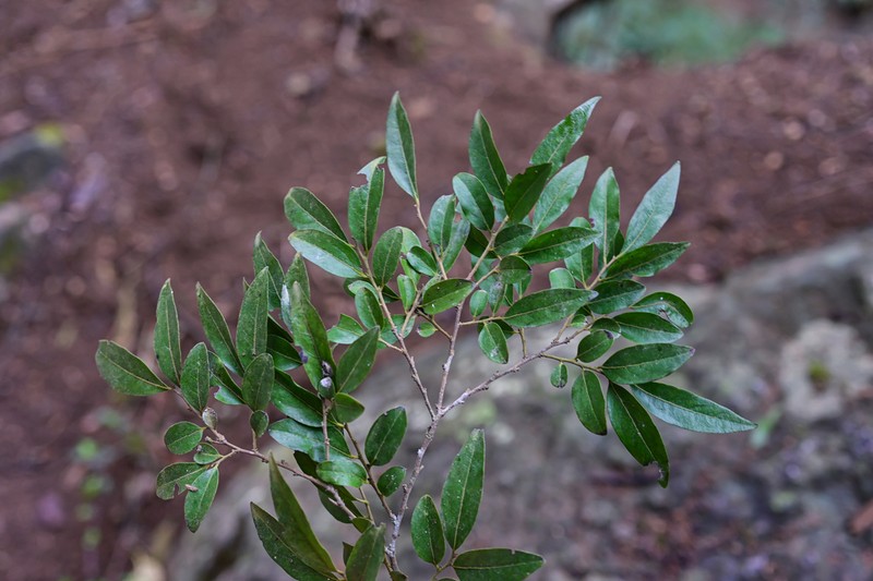 Diospyros dumetorum photo 2