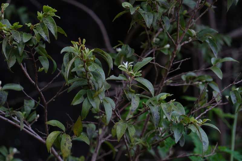 Diospyros dumetorum photo 3