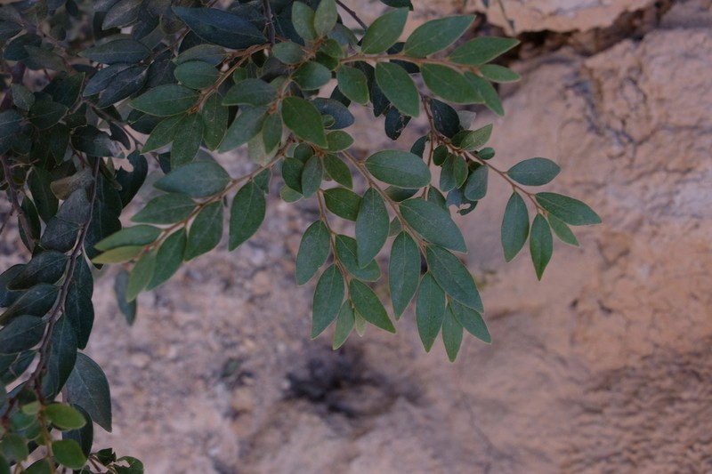 Diospyros dumetorum photo 4