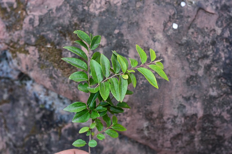 Diospyros dumetorum photo 5