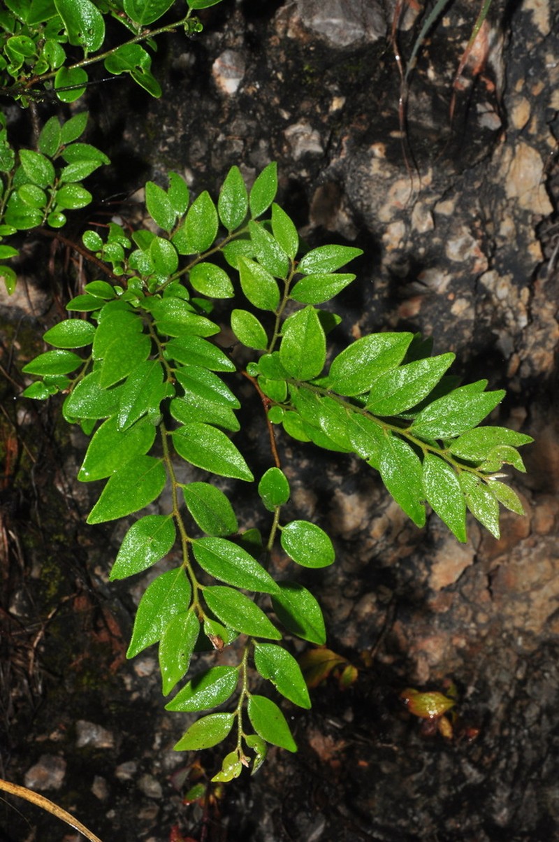 Diospyros dumetorum photo 6