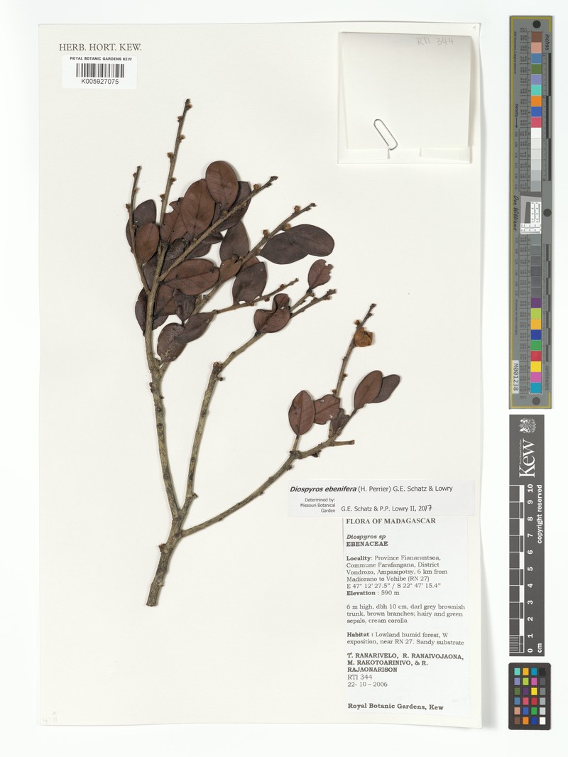 Diospyros ebenifera