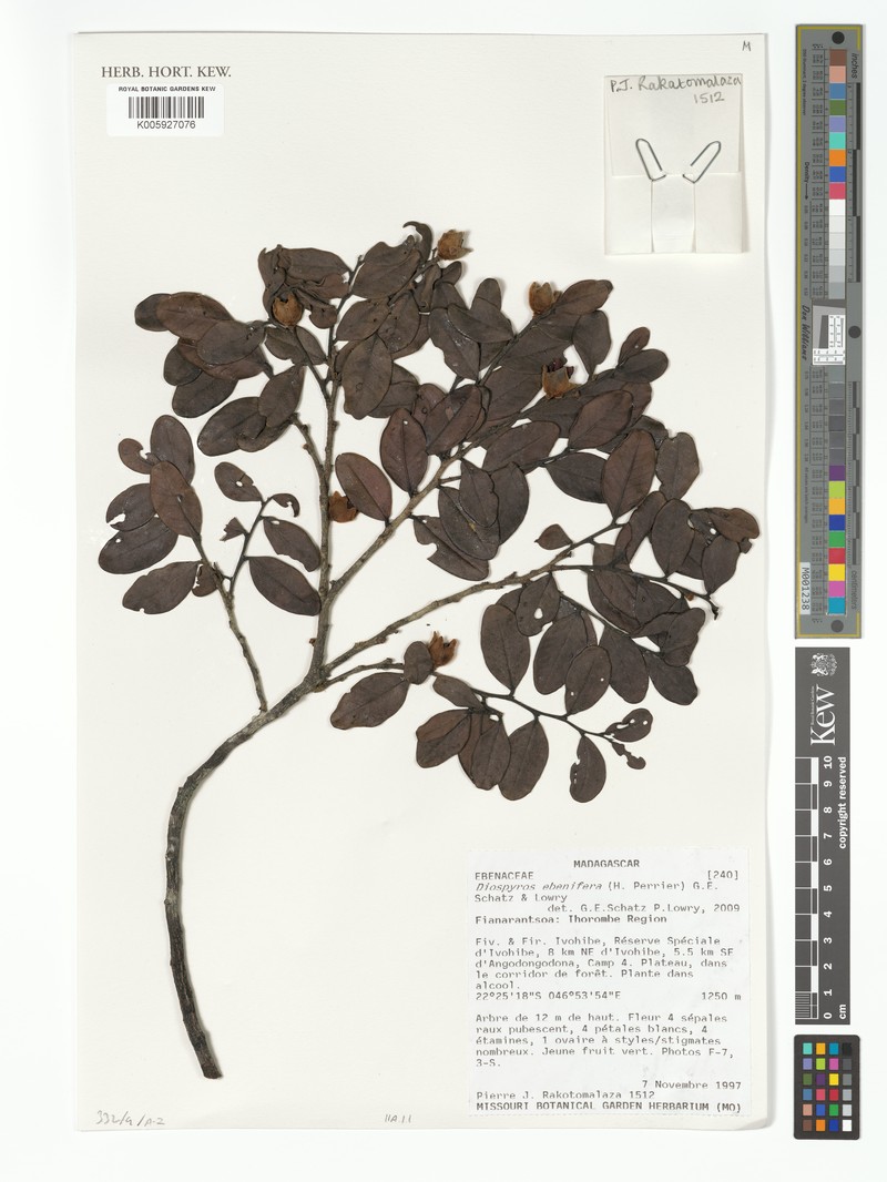 Diospyros ebenifera photo 2
