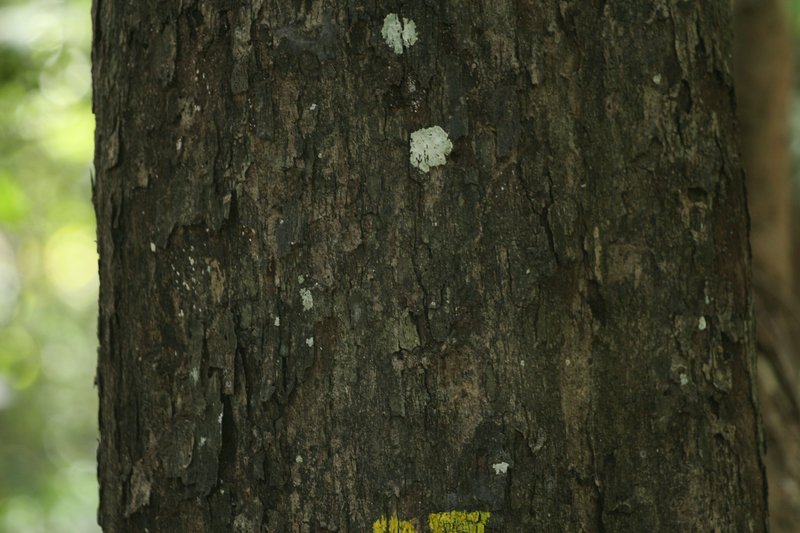 Ebony photo 5
