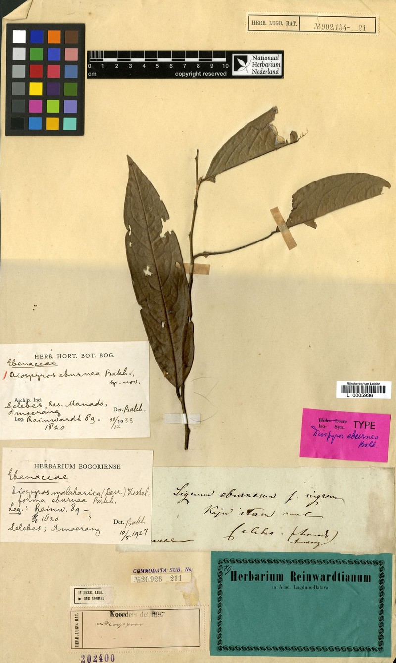 Diospyros eburnea