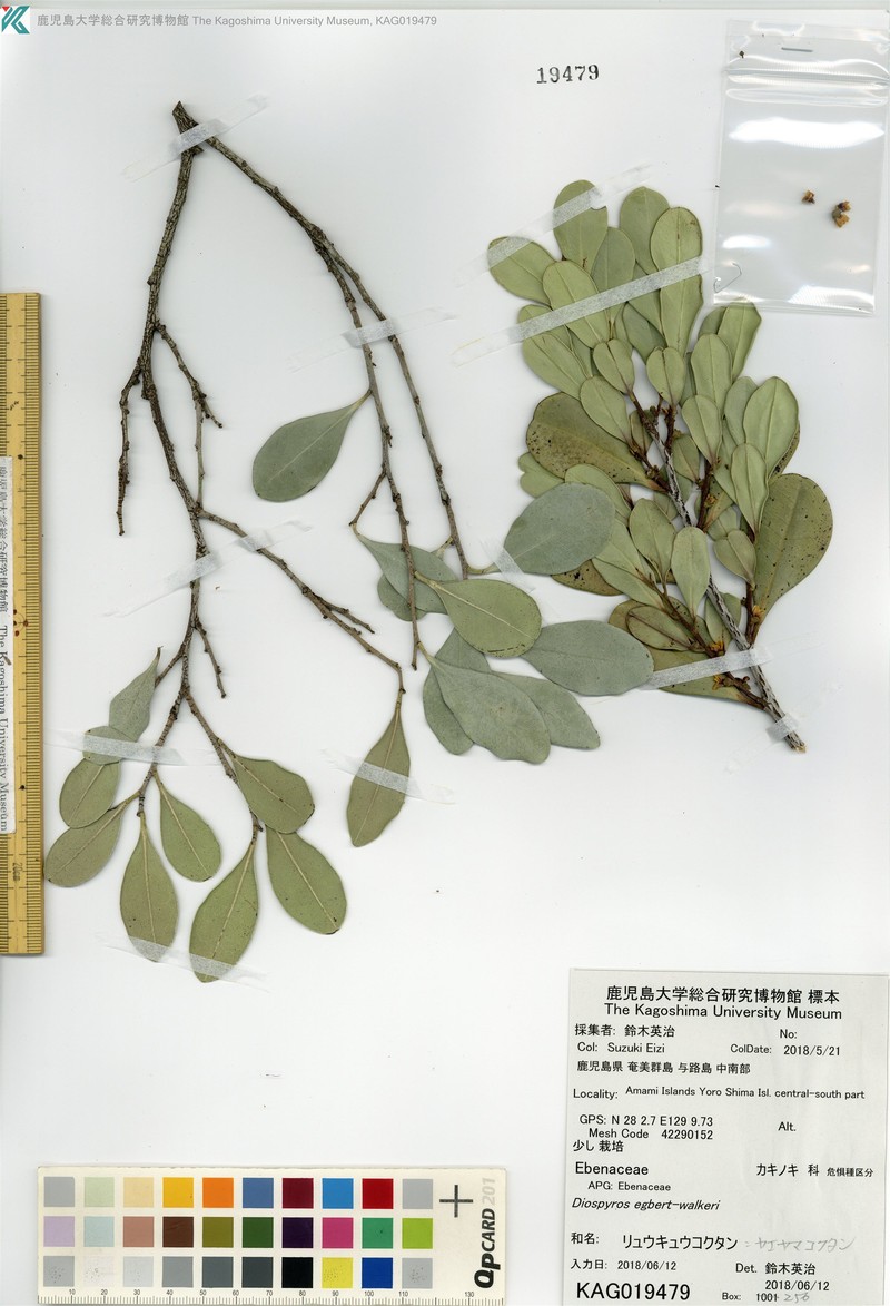 Diospyros egbert-walkeri