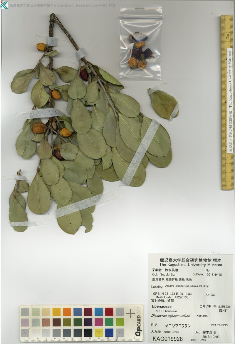 Diospyros egbert-walkeri photo 2