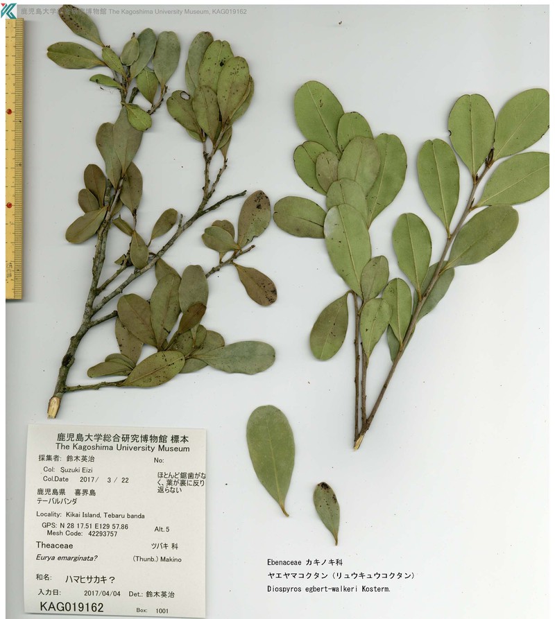 Diospyros egbert-walkeri photo 3