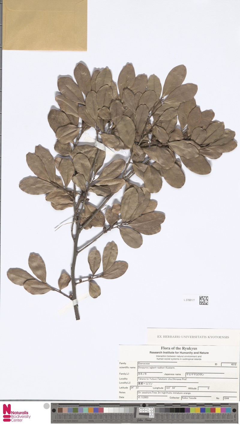 Diospyros egbert-walkeri photo 4