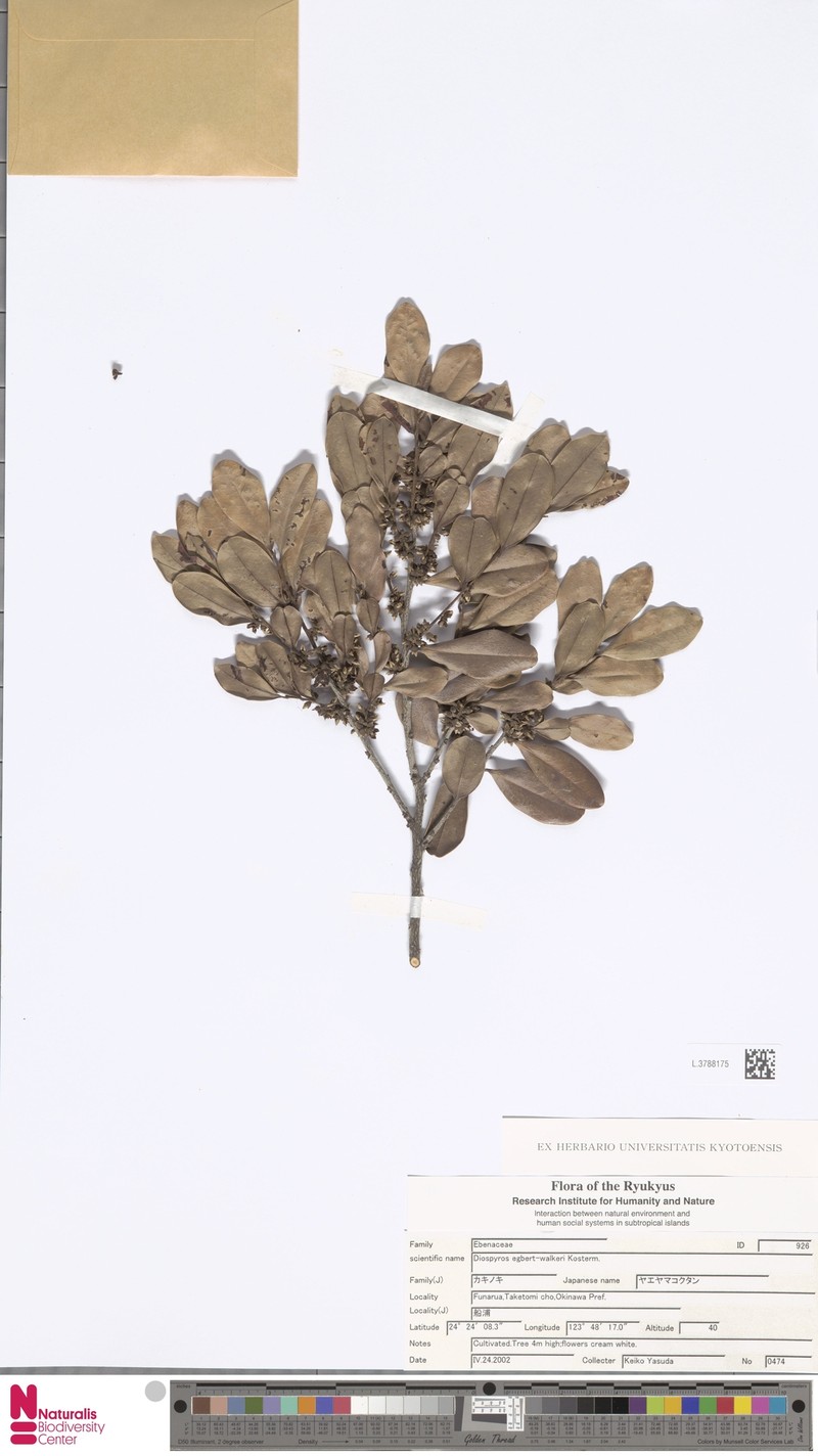 Diospyros egbert-walkeri photo 5