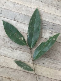 Diospyros egleri