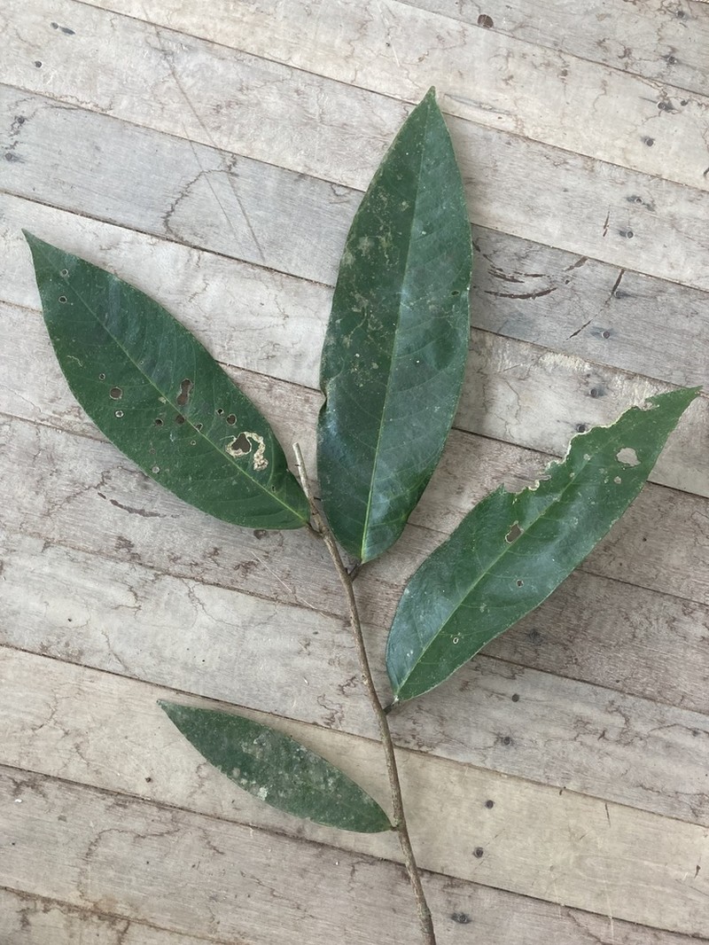 Diospyros egleri