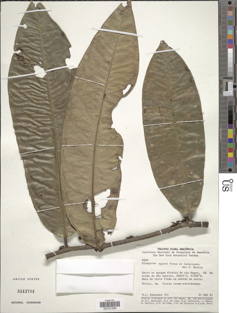 Diospyros egleri photo 2