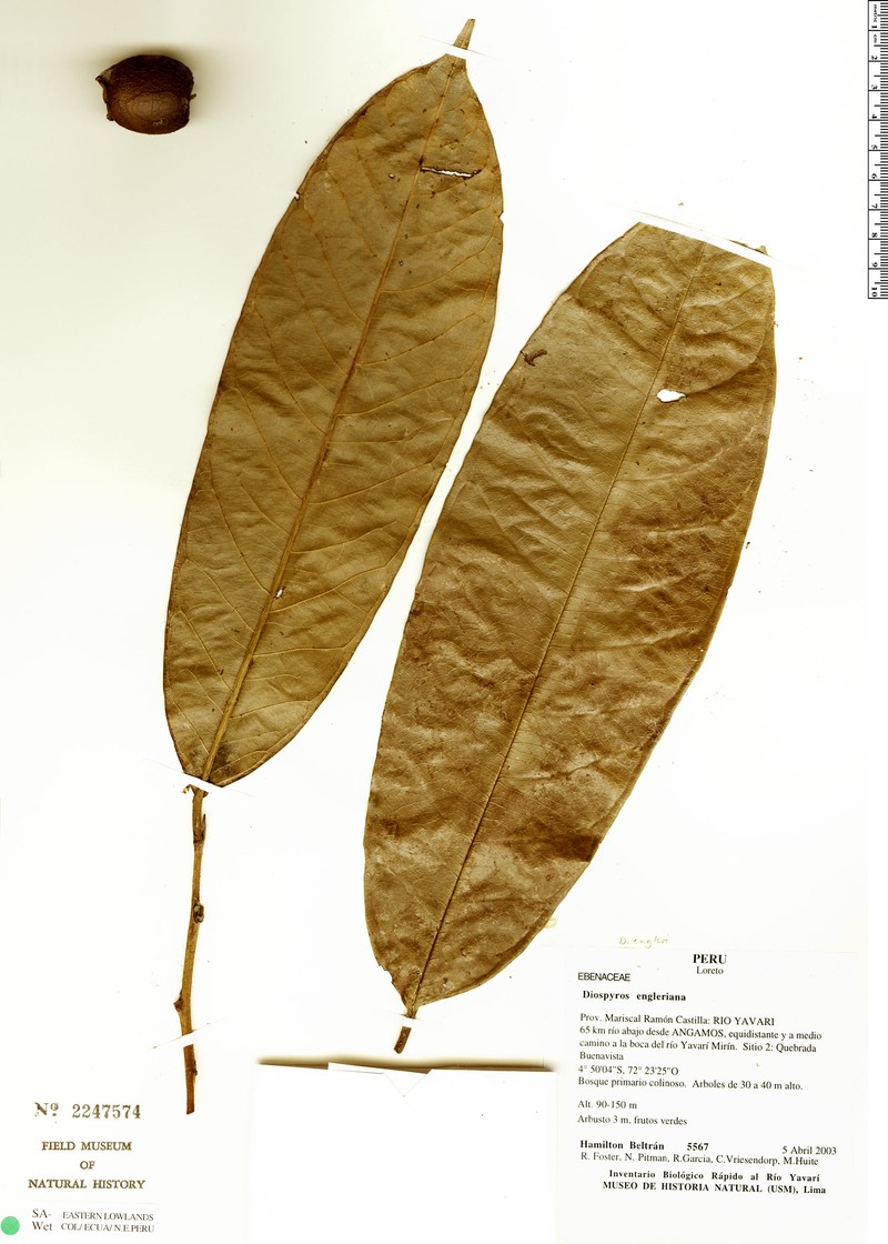 Diospyros egleri photo 3