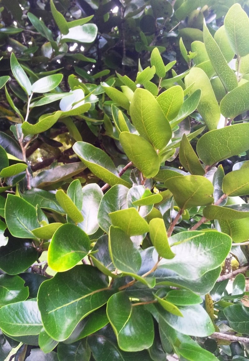 Diospyros egrettarum photo 2