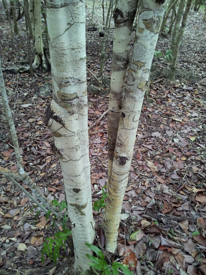 Diospyros egrettarum photo 3