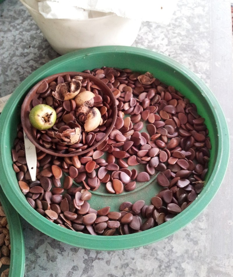 Diospyros egrettarum photo 4