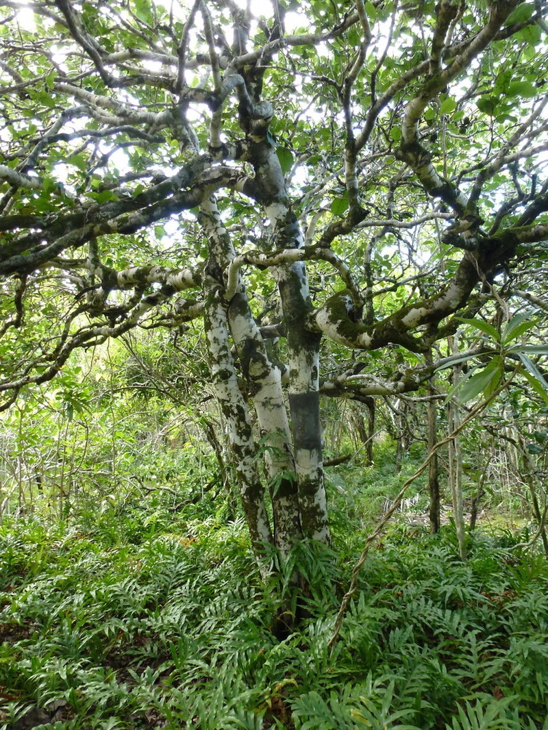 Diospyros egrettarum photo 6