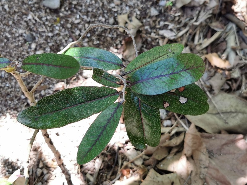 Diospyros egrettarum photo 7
