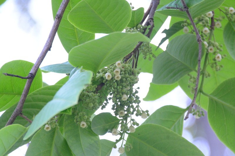 Diospyros ehretioides photo 3