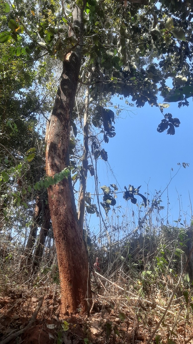 Diospyros ehretioides photo 5
