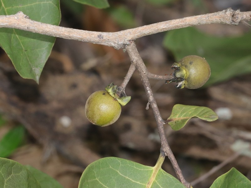 Diospyros ehretioides photo 6