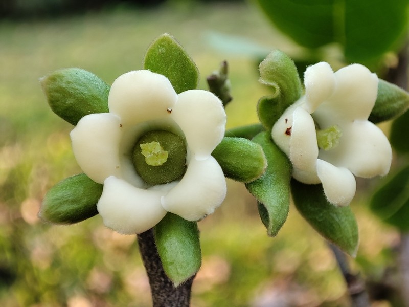 Diospyros ehretioides photo 7
