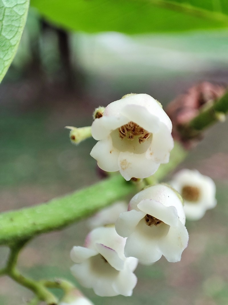 Diospyros ehretioides photo 8