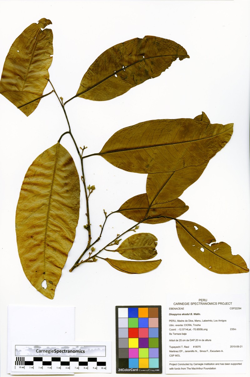 Diospyros ekodul