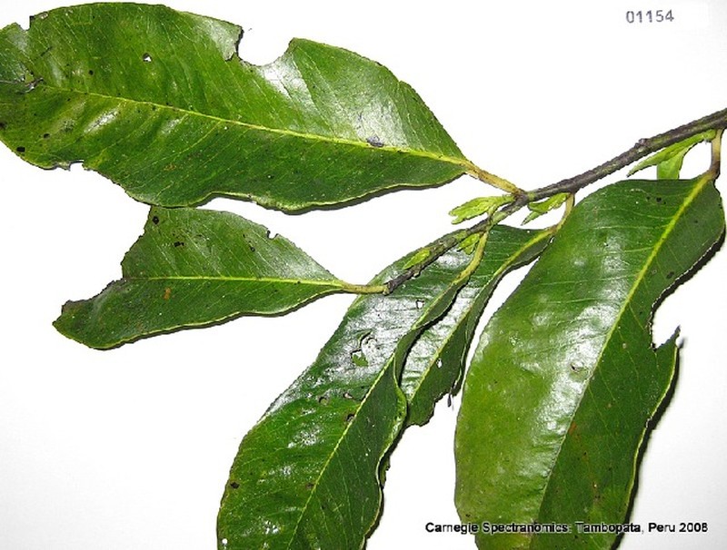 Diospyros ekodul photo 2