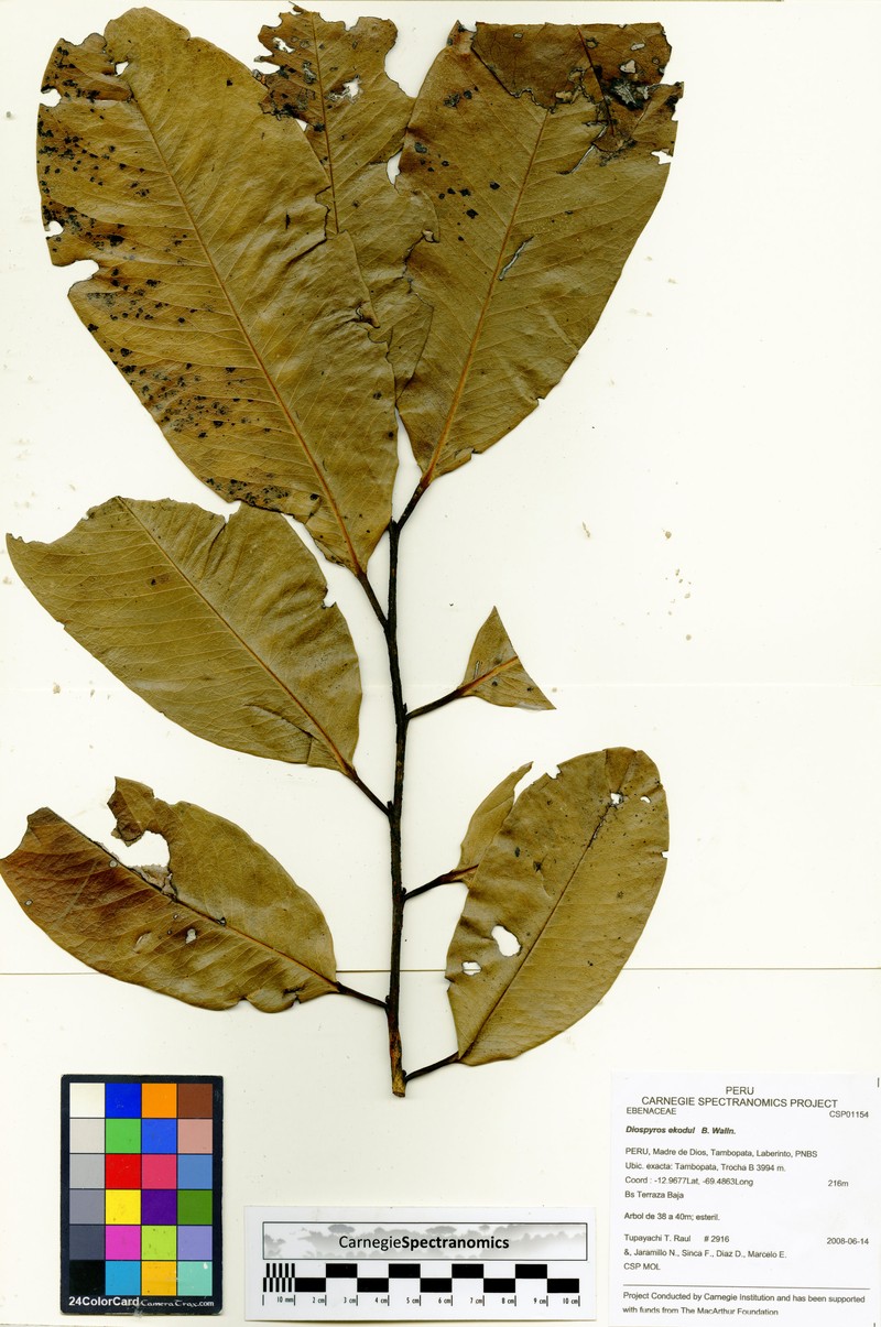 Diospyros ekodul photo 3