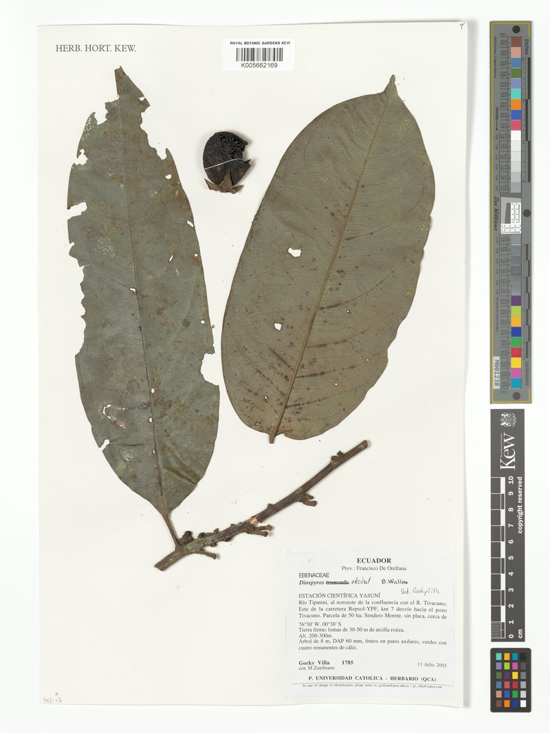 Diospyros ekodul photo 4