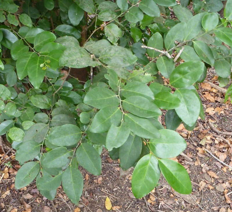 Diospyros elliotii