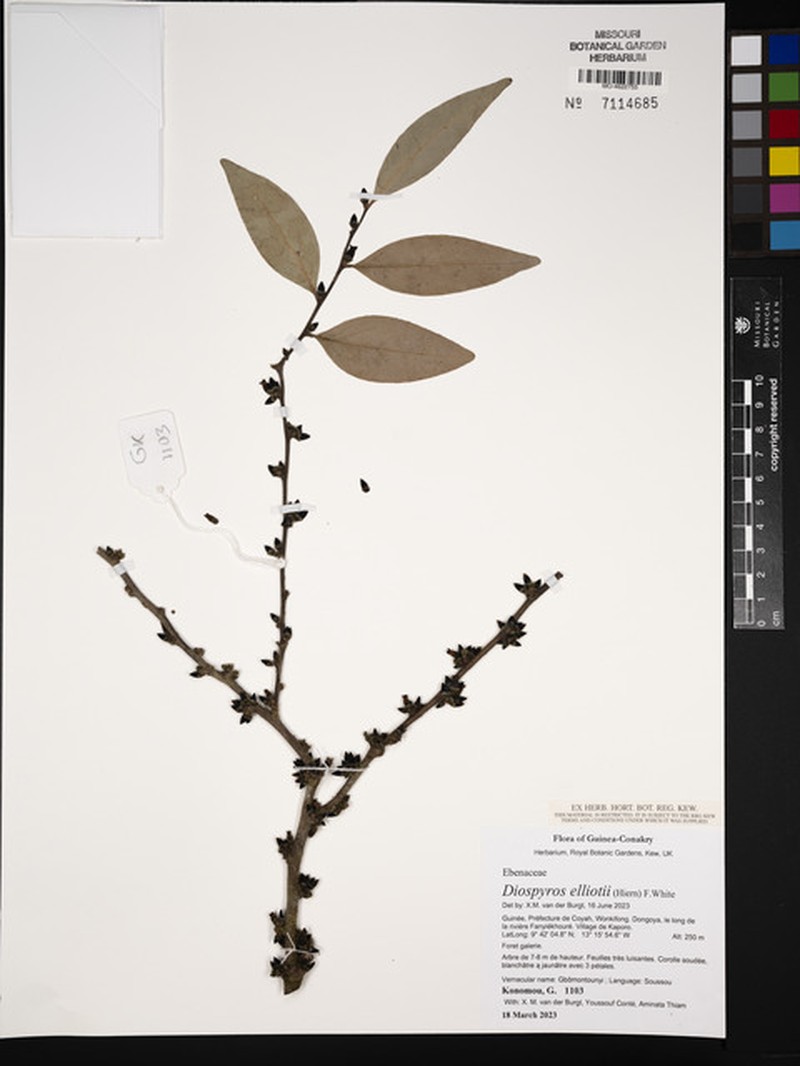 Diospyros elliotii photo 2