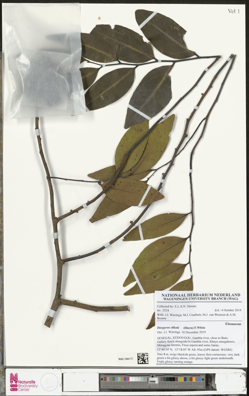 Diospyros elliotii photo 3