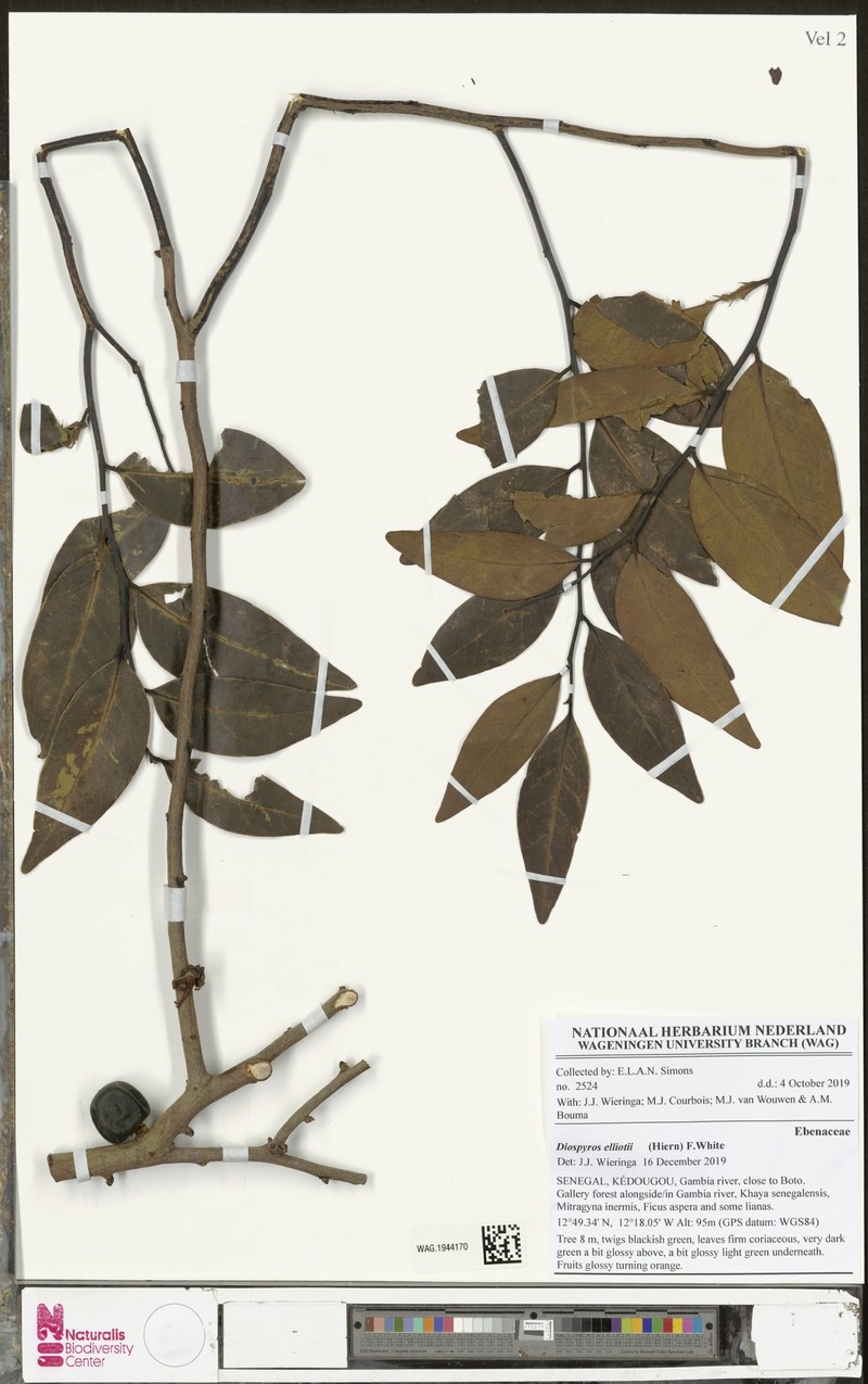Diospyros elliotii photo 4