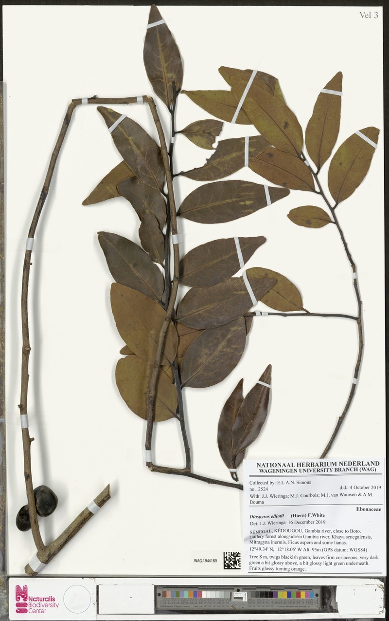 Diospyros elliotii photo 5