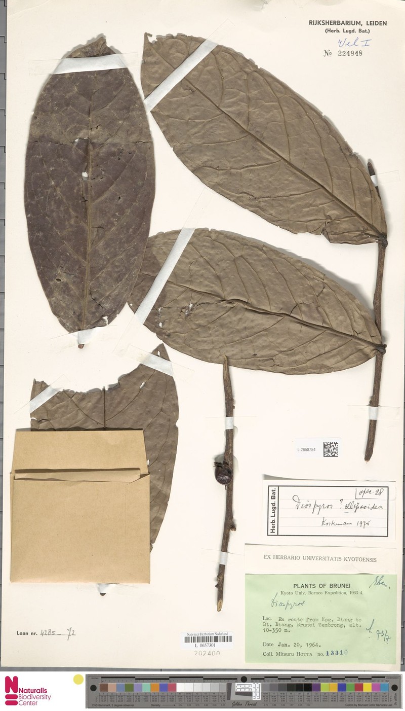 Diospyros ellipsoidea