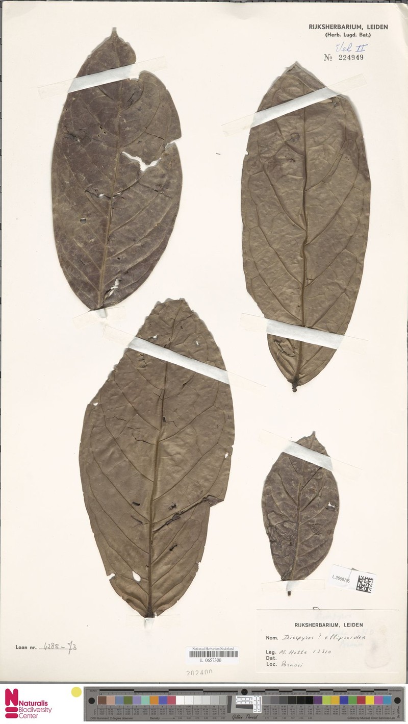 Diospyros ellipsoidea photo 2
