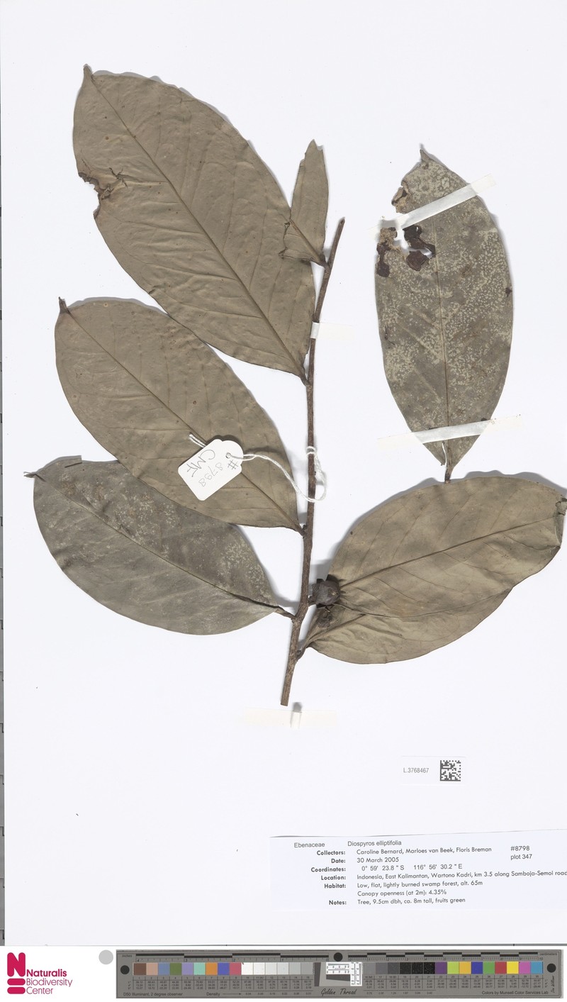 Diospyros elliptifolia