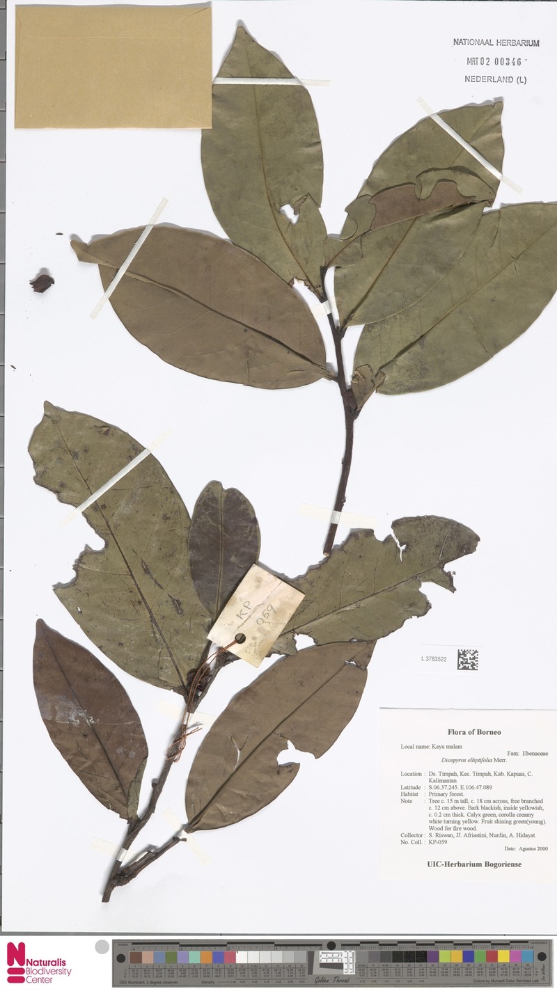 Diospyros elliptifolia photo 2