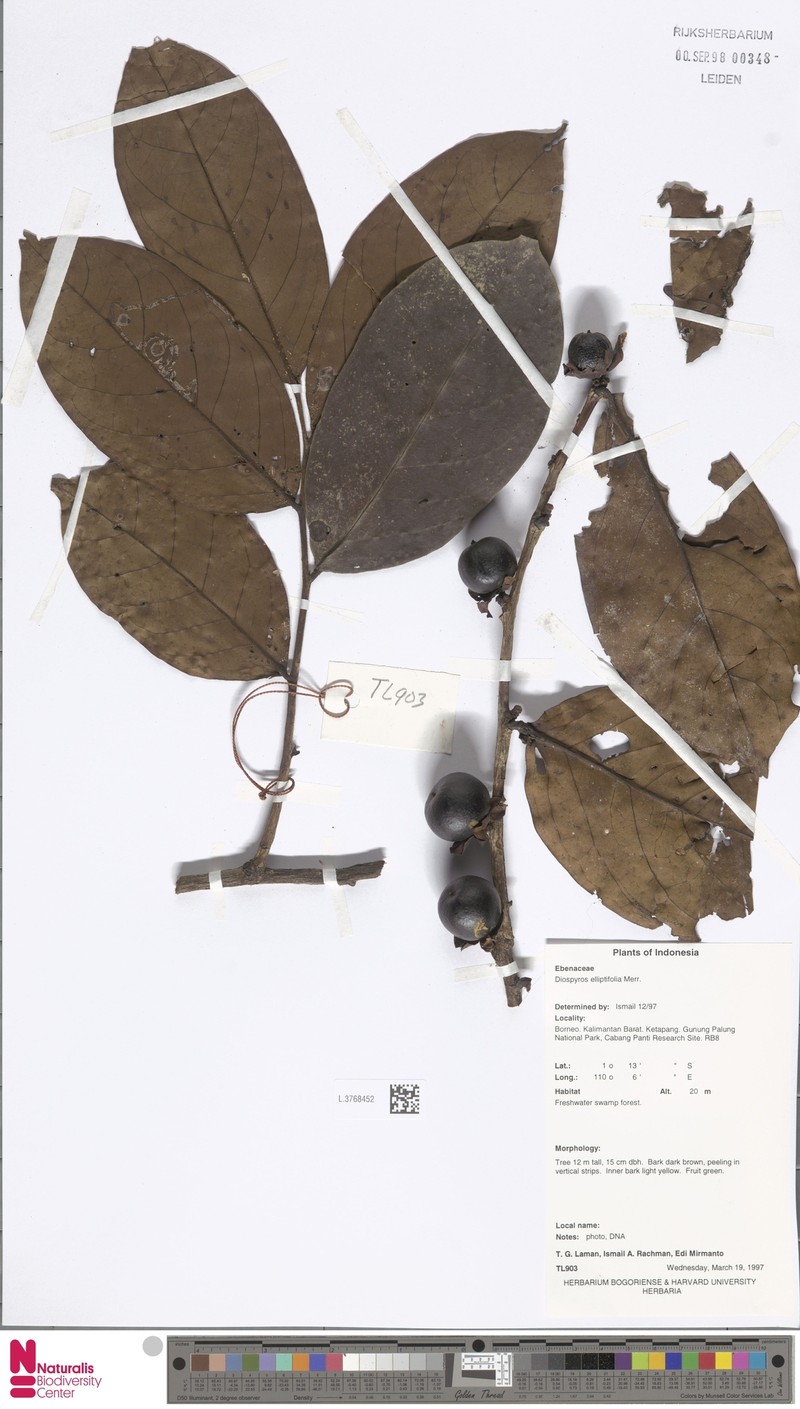 Diospyros elliptifolia photo 3